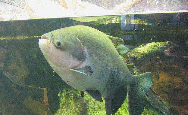 דג עם שיני אדם (צילום: viralnova.com)