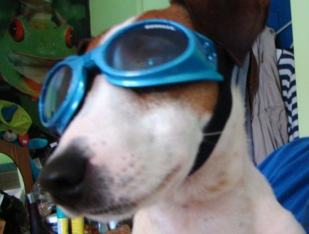 Doggles (צילום: Wikimedia Commons)