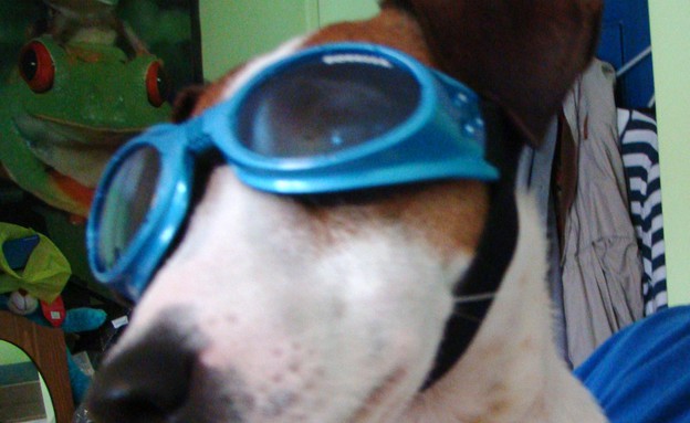 Doggles (צילום: Wikimedia Commons)