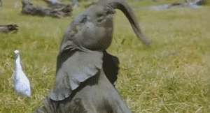 גורי פילים חמודים (צילום: worthytoshare.net)