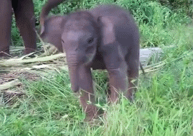 10 Ways Elephant Moms Are Basically Just Like Your Mom