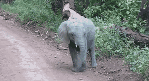 גורי פילים (צילום: worthytoshare.net)