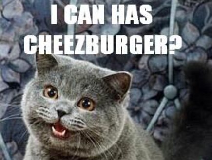 I Can Has Cheezburger? (צילום: I Can Has Cheezburger?)