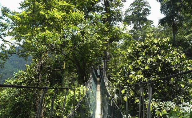 The Taman Negara Canopy Walkway, הגשרים הארוכים בעולם, קרדיט אימג' (צילום: אימג'בנק / Thinkstock)