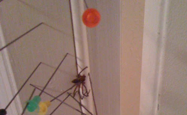 נתקעה עם עכביש (צילום: reddit)