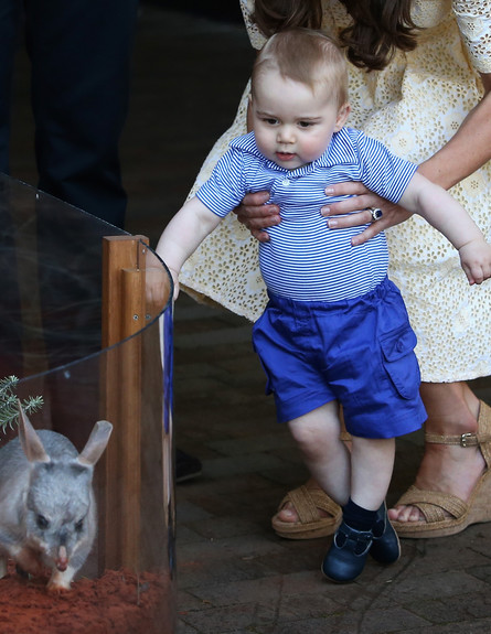 הנסיך ג'ורג' בגן החיות (צילום: Chris Jackson, GettyImages IL)