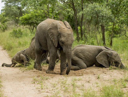 פילים שיכורים (צילום: Ross Couper)