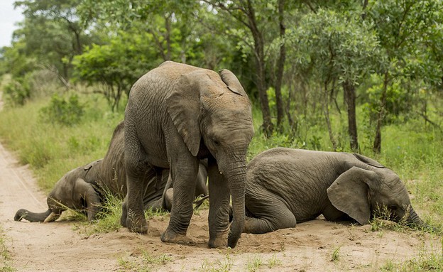 פילים שיכורים (צילום: Ross Couper)