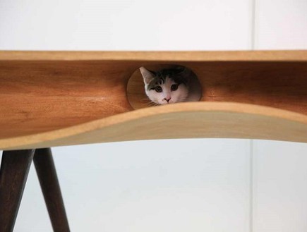 חמישייה 27.4, ארון חתול כללי (צילום: ruanhao)