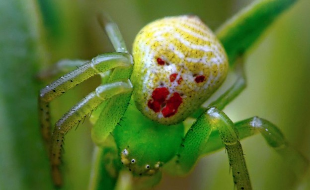 פנים על חרקים (צילום: Caters News Agency)