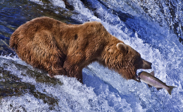 מופעי טבע דב גריזלי, אלסקה (צילום: OST, Thinkstock)
