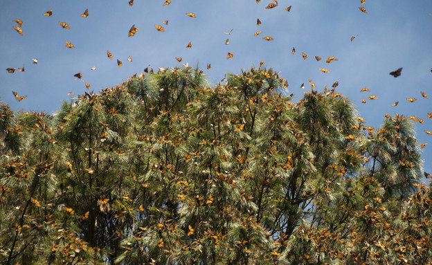 מופעי טבע, פרפרים, מקסיקו (צילום: AlbertoLoyo, Thinkstock)