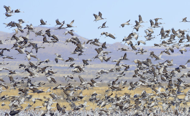 מופעי טבע, ציפורים נודדות (צילום: kojihirano, Thinkstock)