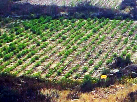 השדה שהתגלה בנגב (צילום: דוברות המשטרה)