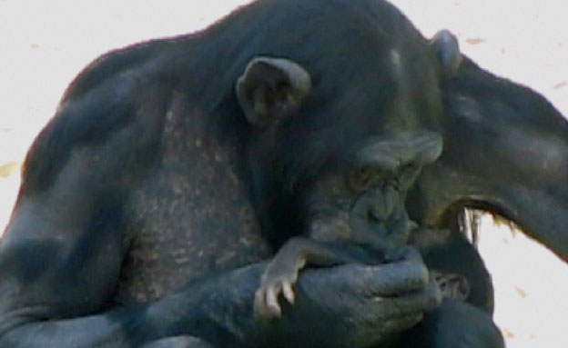 צפו בשימפנזה ובגור לפני מותו