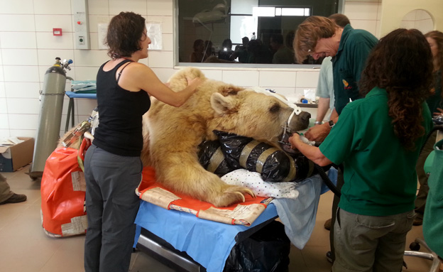 הדוב בניתוח המורכב (צילום: יח"צ)