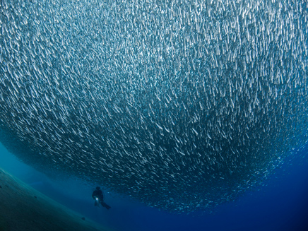 דגי אִדרון, חוף אלמוג באילת (צילום: נועם קורטלר)