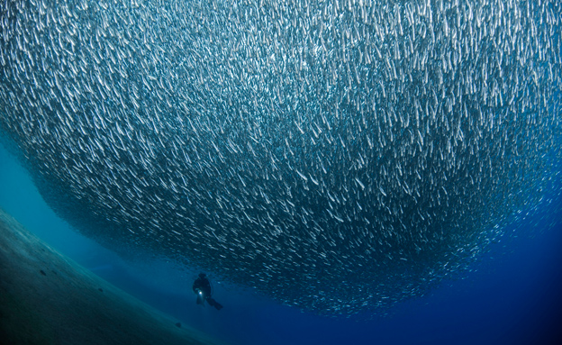 דגי אִדרון, חוף אלמוג באילת (צילום: נועם קורטלר)