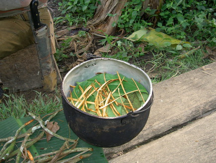 בישול צמח האייוואסקה (צילום: Terpsichore , ויקיפדיה)