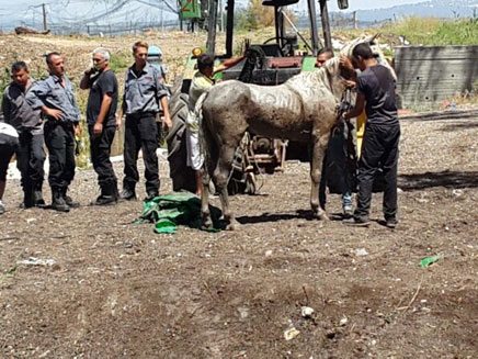 סוף טוב, הסוס יצא בשלום (צילום: דוברות כבאות מחוז חוף)