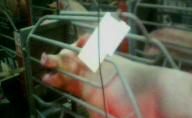 "תנאים קשים". חזירה במכלאה (צילום: חדשות 2)