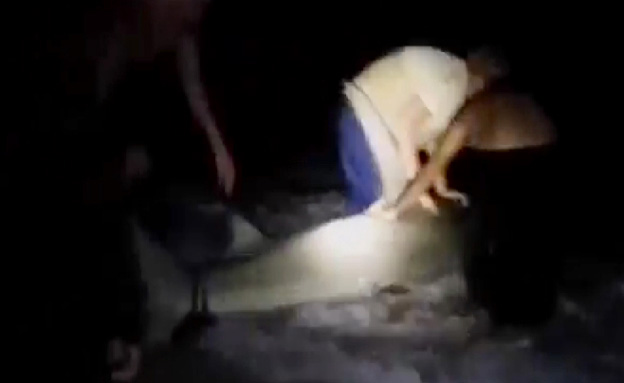 צפו: דייגים יילדו נקבת כריש פטיש
