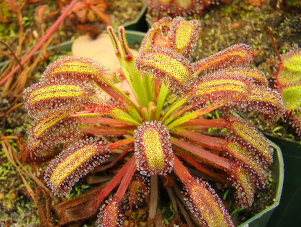 Drosera capensis (צילום: growsundews)