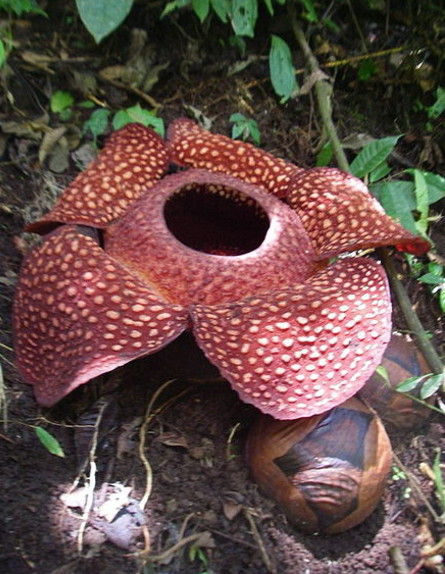 צמחים מפחידים (צילום: ma_suska-wikipedia)