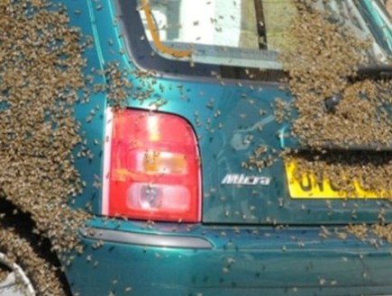 דבורים על אוטו (צילום: יוטיוב)