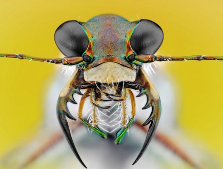 חרקים מקרוב (צילום: Barcroft Media)