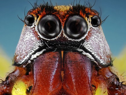 חרקים מקרוב (צילום: Barcroft Media)