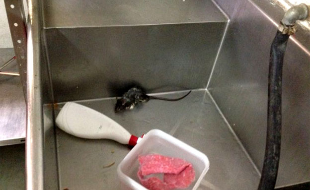 עכבר במטבח צבאי (צילום: חדשות 2)