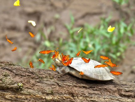 פרפרים ודמעות צבים (צילום: ג'ף קרמר)