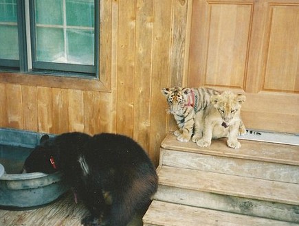 נמר דב ואריה (צילום: מקלט החיות 'תיבת נח')
