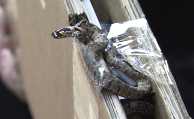 הנחש שהכיש בדלתון, היום (צילום: מרכז רפואי זיו)