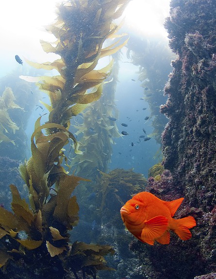 צילומים מתחת למים (צילום: אימג'בנק / Thinkstock)