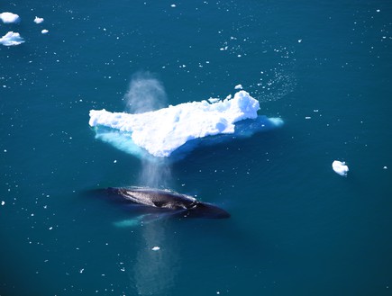 צילומים מתחת למים (צילום: flickr user visit greenland)