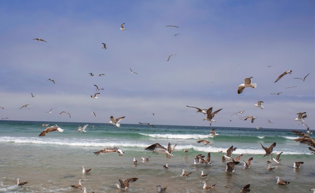 צילומים מתחת למים צילומים מתחת למים