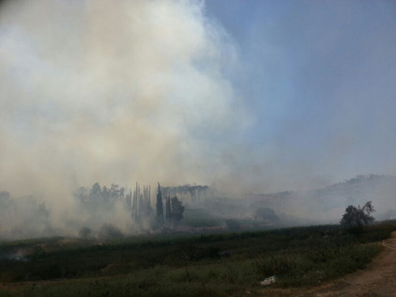 אזור השריפה סמוך לאבו גוש (צילום: משה מזרחי)