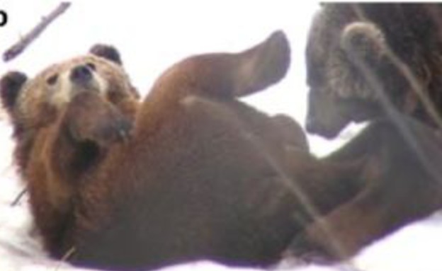 דובים סקס אוראלי (צילום: Malene Thyssen)