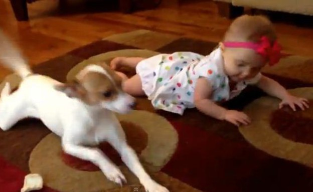 כלב מלמד תינוקת לזחול (תמונת AVI: You Tube, YouTube)
