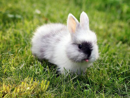 ארנבים מוציאים לשון (צילום: boredpanda.com)