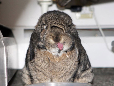 ארנבים מוציאים לשון (צילום: boredpanda.com)