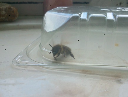 נחיל דבורים (צילום:  jacklikecrazy92)