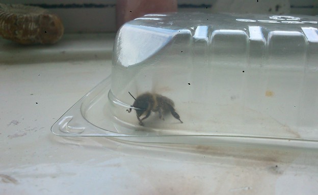 נחיל דבורים (צילום:  jacklikecrazy92)