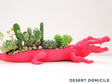 לאו דווקא, תנין אדנית, צילום Desert Domicile (צילום: Desert Domicile)