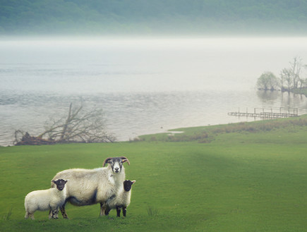 סקוטלנד, כבשים (צילום: סיון פרץ)