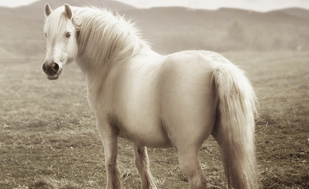 סקוטלנד, סוס (צילום: סיון פרץ)