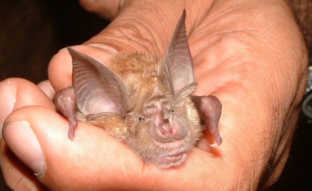 עטלפים פרסף גדול