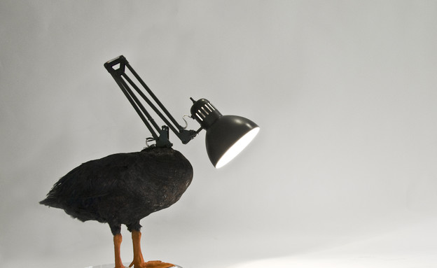 החמישייה 30.6, מנורת ברווז (צילום:  meetsebastian)